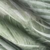Papier peint Areca personnalisable 500x300 cm