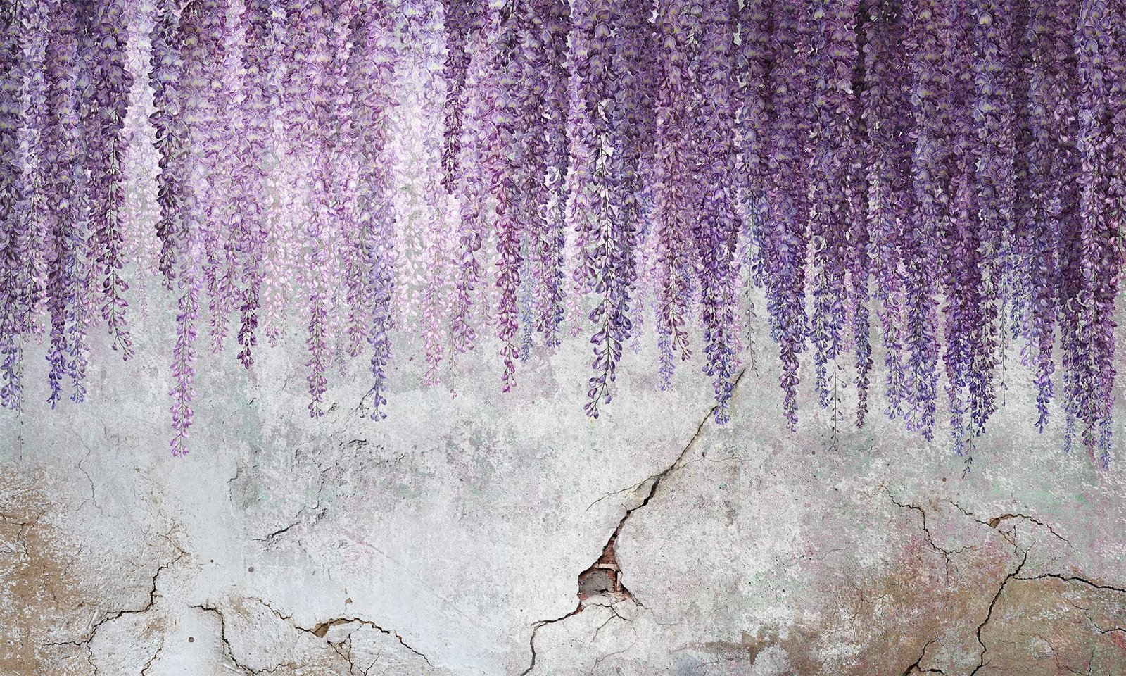 Wisteria 07