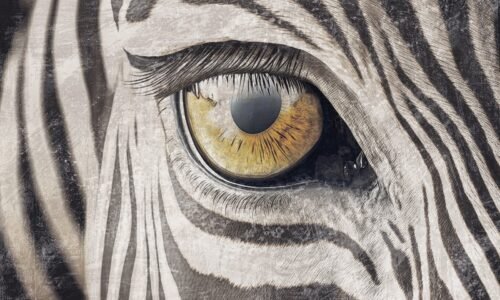 Papier peint Zebra gaze gris noir multicolore