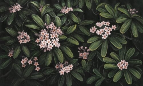 Papier peint Frangipani vert rose multicolore pour mur