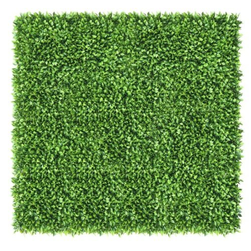 Mur végétal Honkenia 50x50 cm pour décoration extérieure