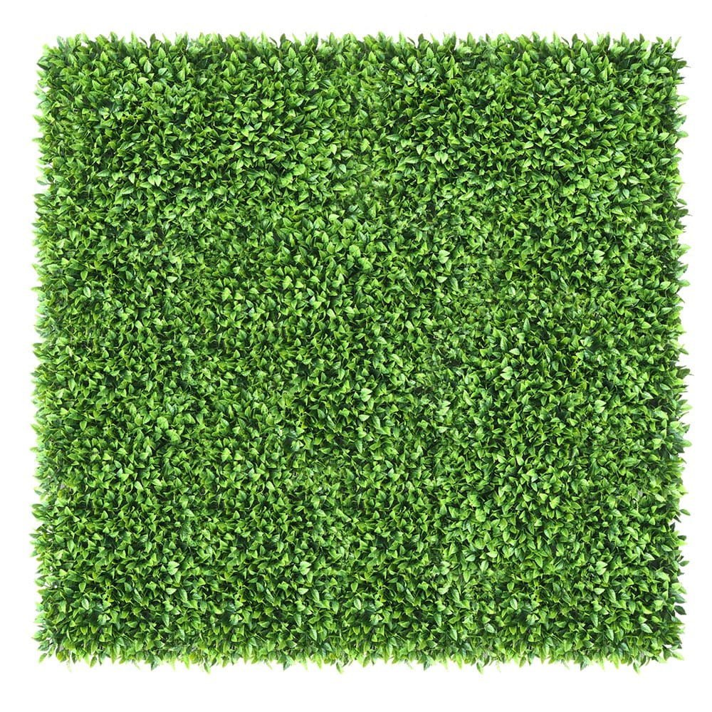 Mur végétal Honkenia 50x50 cm — vue ambiance