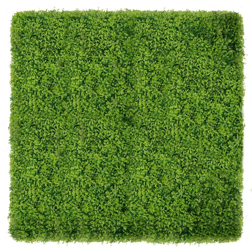 Mur végétal Buxus 50x50 cm — vue ambiance
