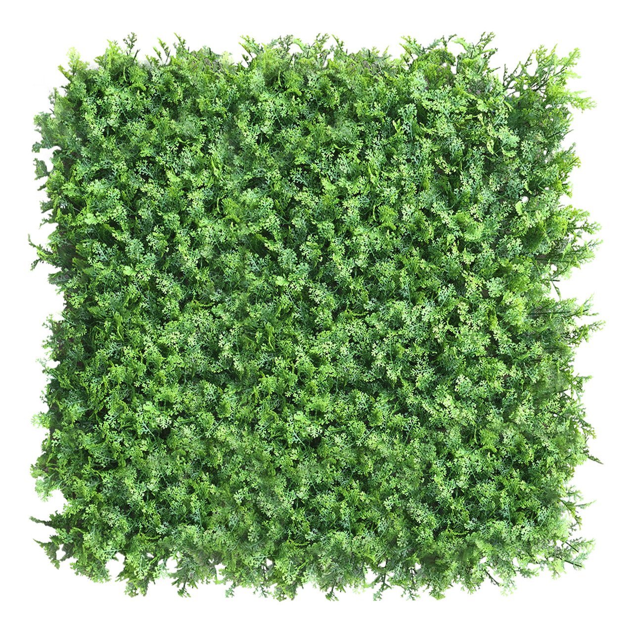 Mur végétal Tuja 50x50 cm