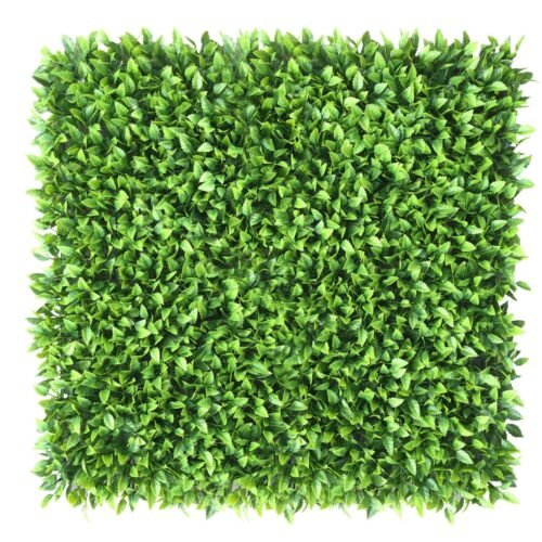Mur végétal Honkenia 50x50 cm pour décoration extérieure