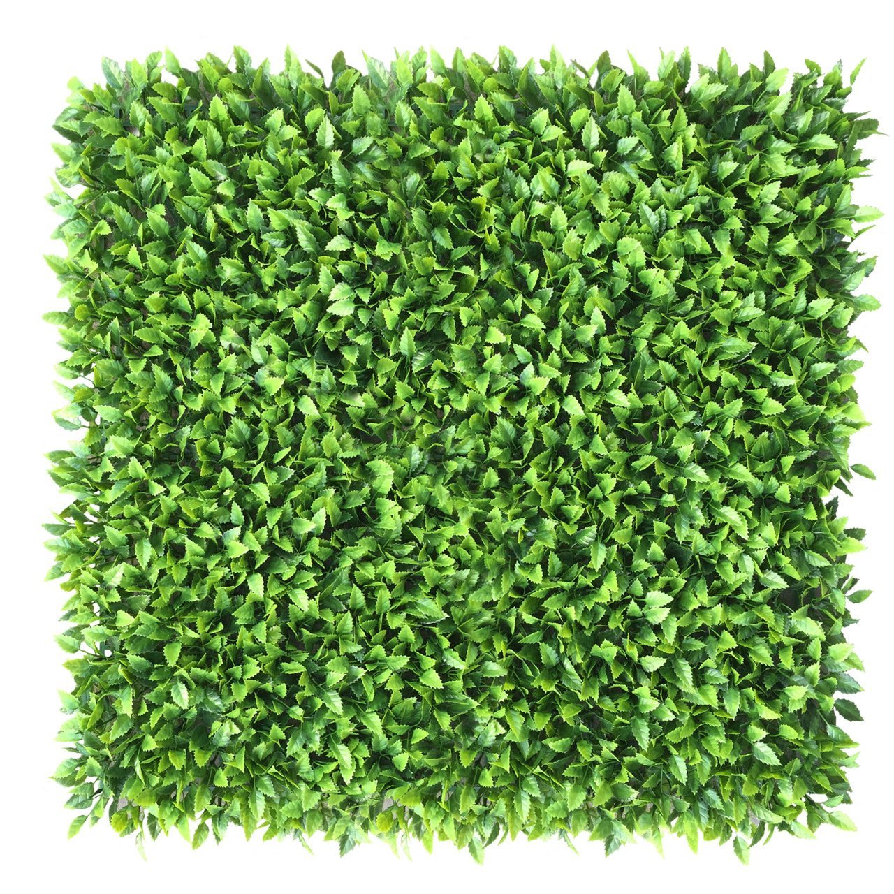 Mur végétal Honkenia 50x50 cm