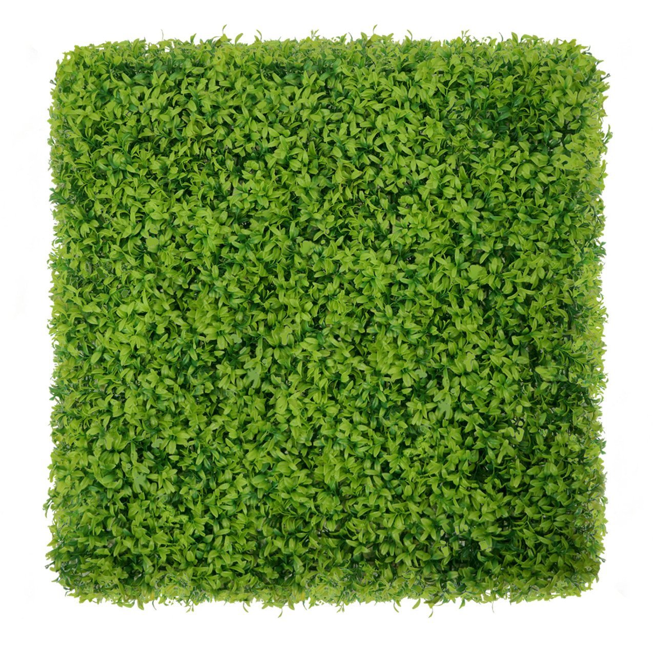 Mur végétal Buxus 50x50 cm