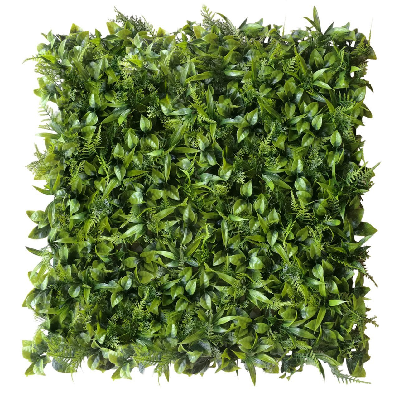 Mur végétal Peperomia 50x50 cm