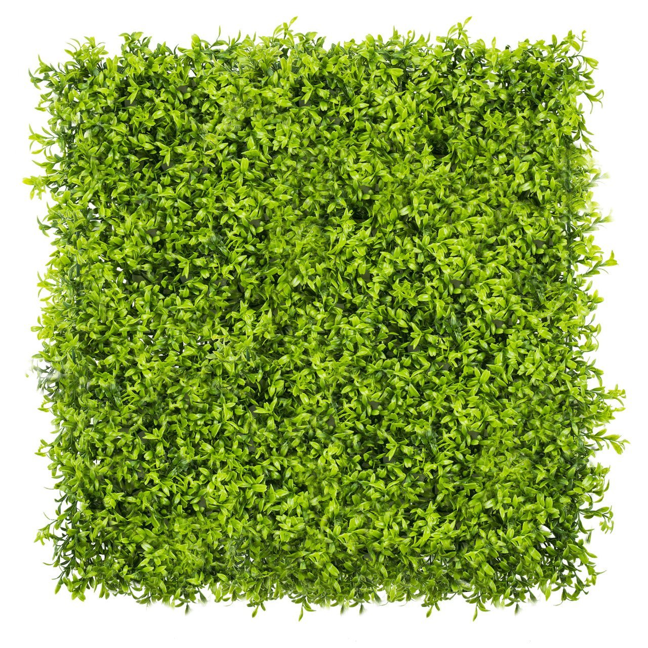 Mur végétal Estragon 50x50 cm