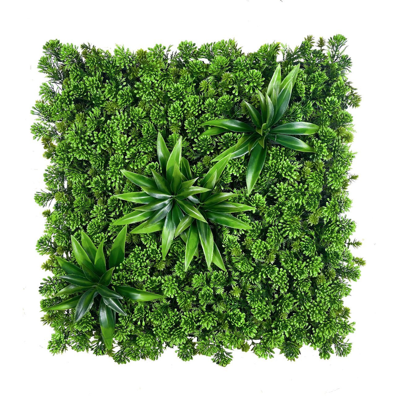 Mur végétal succulent 50x50 cm