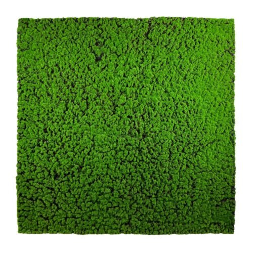Mousse synthétique Chrobotek 100x100 cm vue de face