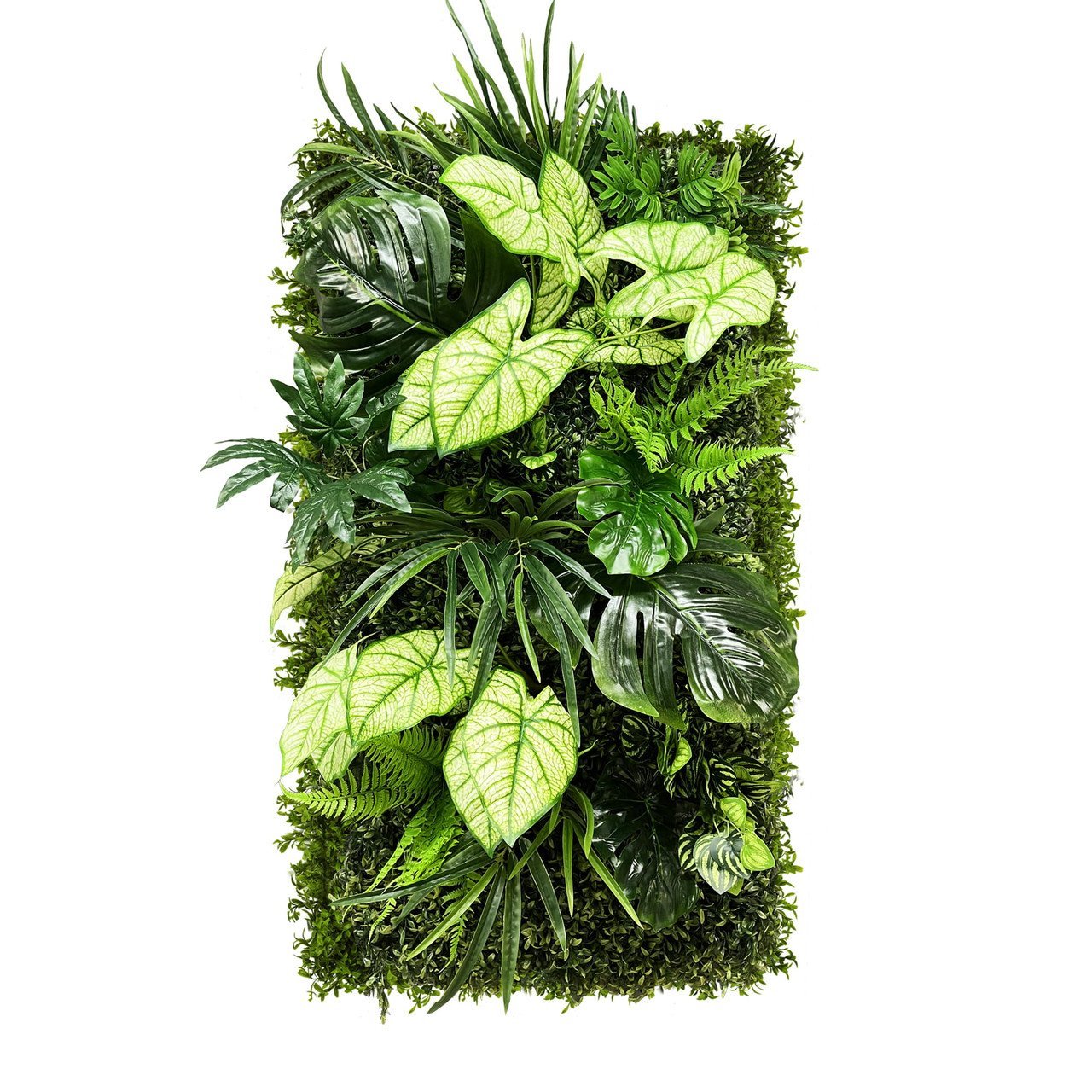 Jardin vertical Caladium Forêt