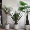 Plante artificielle Agawa Americana 100 cm