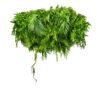 Plafonnier suspendu Green Sway 100 cm