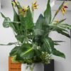 Insert pour pot de fleurs Paradise Bird