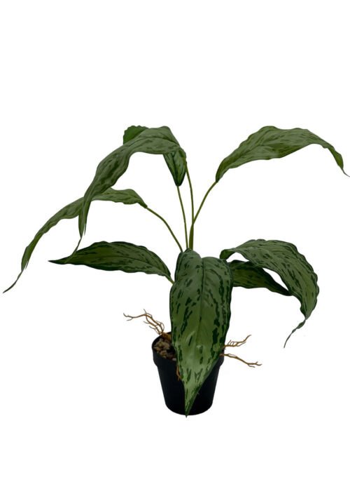 Spatifilium artificiel 60 cm · plante artificielle réaliste · vue principale Spatifilium artificiel 60 cm · plante artificielle réaliste · vue principale