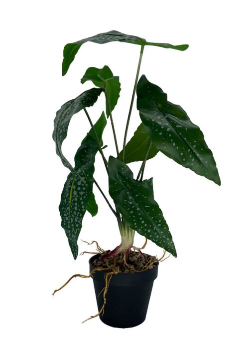 Bégonia artificiel 35 cm · plante artificielle réaliste · vue principale Bégonia artificiel 35 cm · plante artificielle réaliste · vue principale