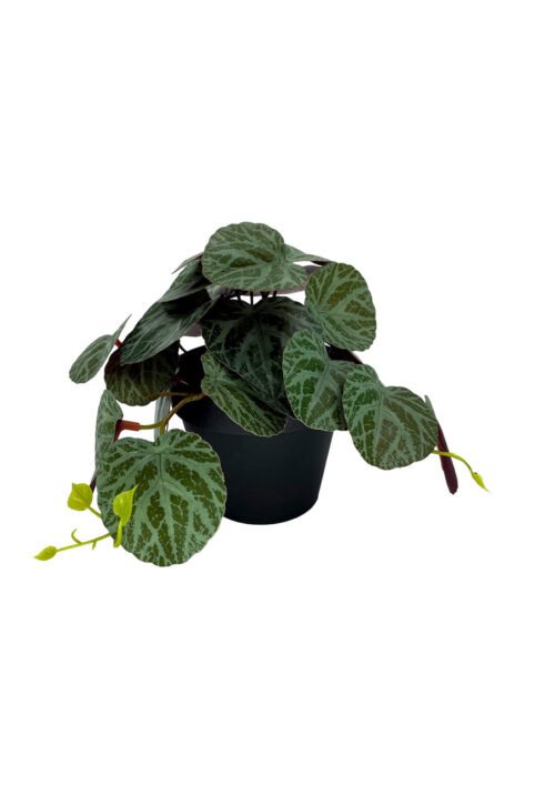 Plante Pilea artificielle 19 cm · plante artificielle réaliste · vue principale Plante Pilea artificielle 19 cm · plante artificielle réaliste · vue principale