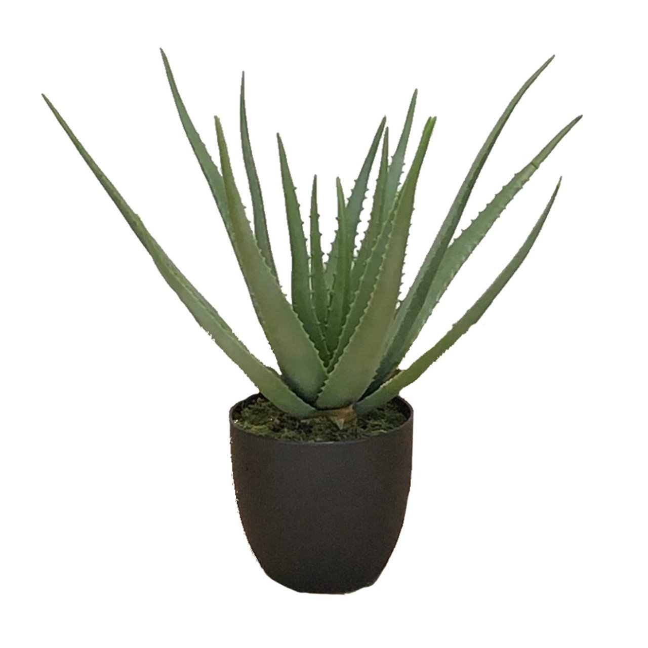 Plante en pot Aloès 58 cm