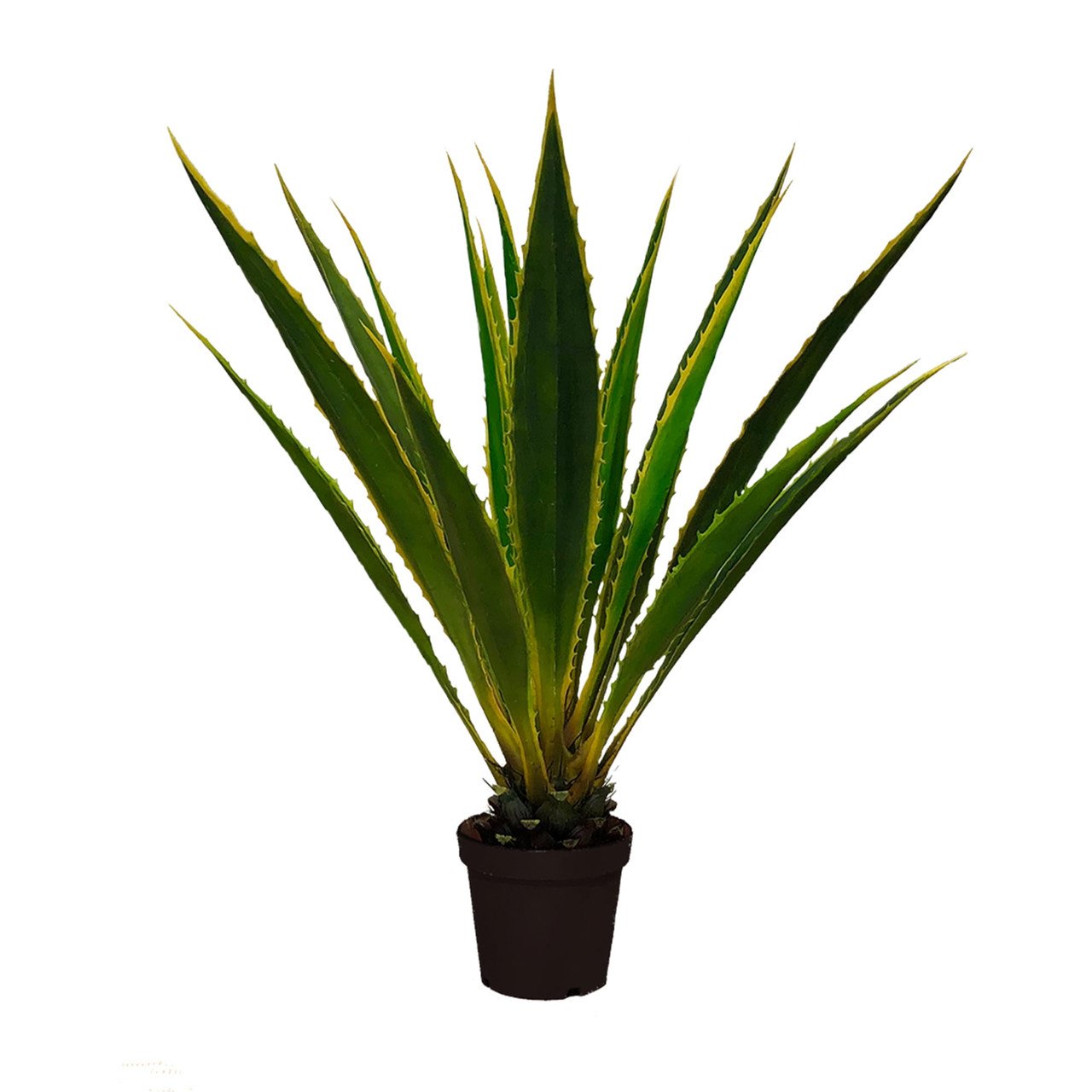 Agave americana, plante ornementale de 120 cm
