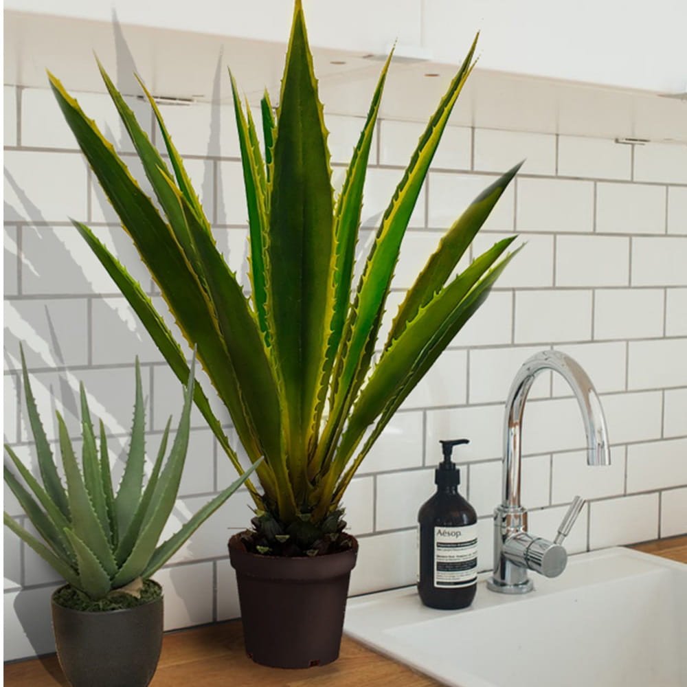 Agave americana, plante ornementale de 120 cm — vue ambiance