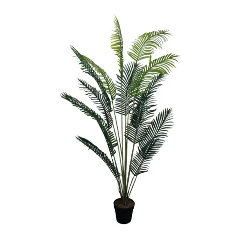 Decorative plant Palm Lutescens 200 cm · hauteur 200 cm