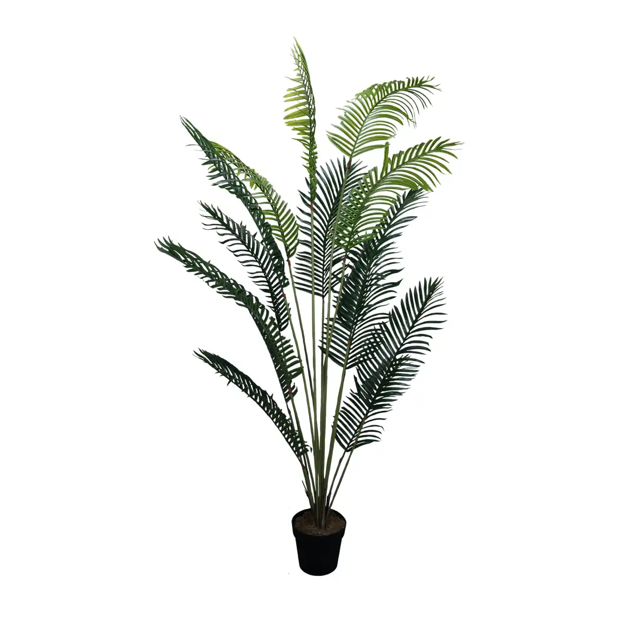 Decorative plant Palm Lutescens 200 cm