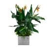 Insert pour pot de fleurs Paradise Bird