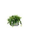 Insert pour pot de fleurs Blue Jay